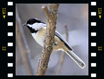 Black-capped Chickadee