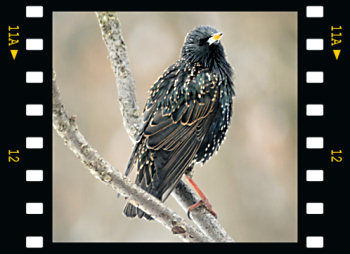 European Starling 