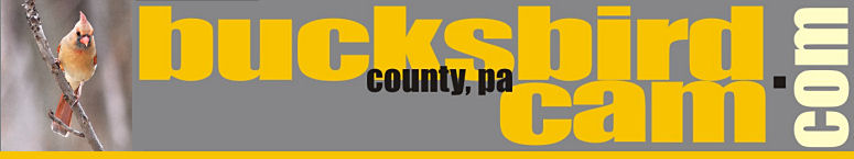 bucksbirdcam header
