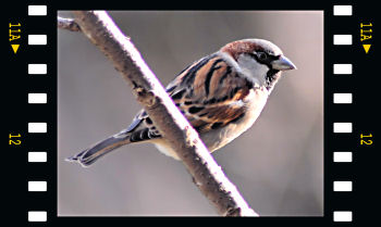 House Sparrow