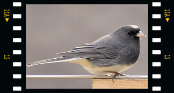 Dark-Eyed Junco