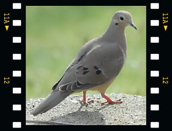 Mourning Dove